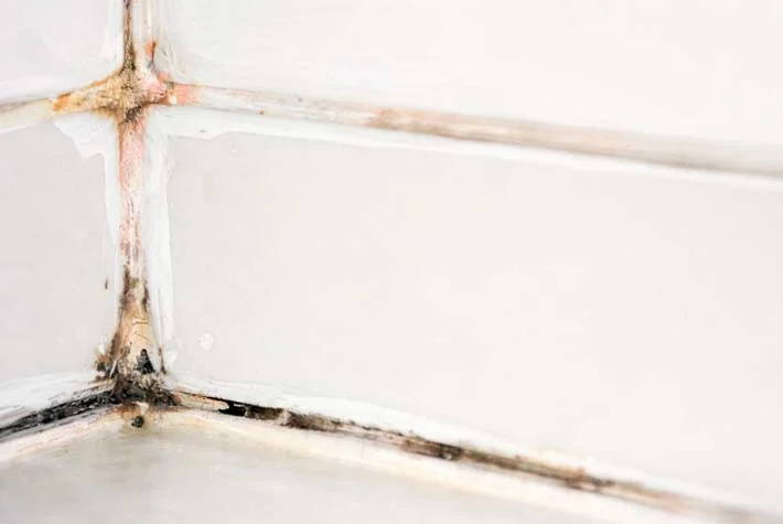 Плесень в санузле: причины появления, как избавиться