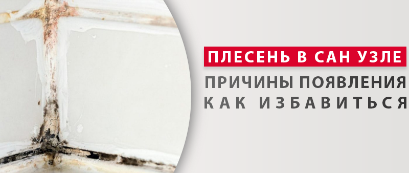 Плесень в санузле: причины появления, как избавиться